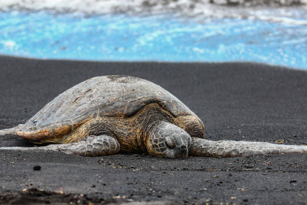 istock Sea Turtle on black sand beach 1279986776