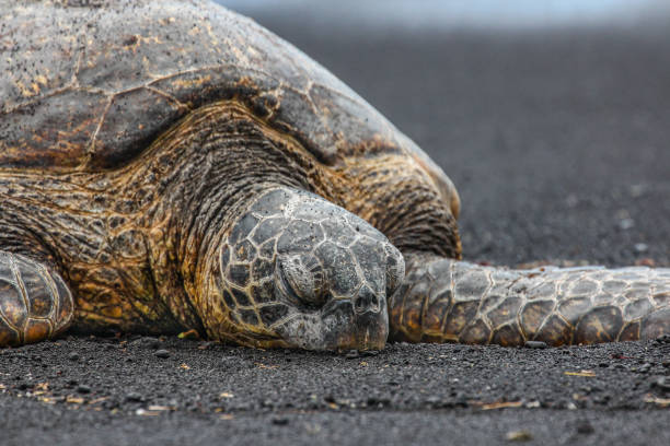 istock Close up of Sea Turtle on black sand beach 1279986777