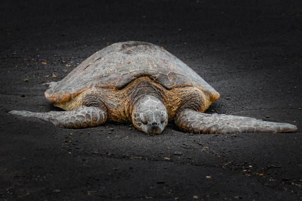istock Sea Turtle on black sand beach with a dark background 1279986922