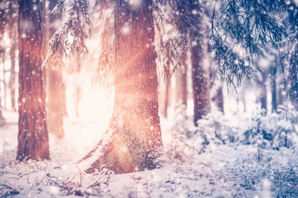 istock Beautiful trees covered with snow in the winter forest in snowfall 1279988643