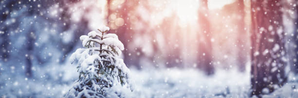 istock Beautiful fir tree in winter forest in snowfall 1279988689