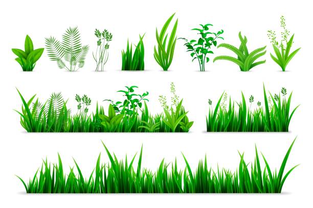 illustrazioni stock, clip art, cartoni animati e icone di tendenza di collezione realistica di set di erba primaverile - weeding