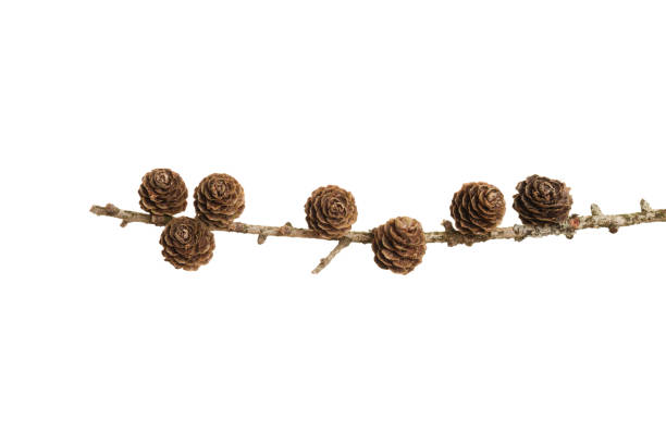 istock Pine cones on a branch isolated on white background 1279991363