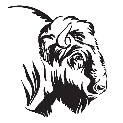 Decorative portrait of bison vector illustration in black color isolated on white background. Engraving template image of bull for label, logo, design, packaging, print and tattoo.