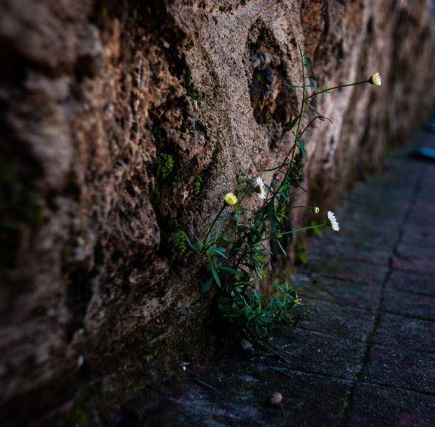 istock Street Flower 1279992427