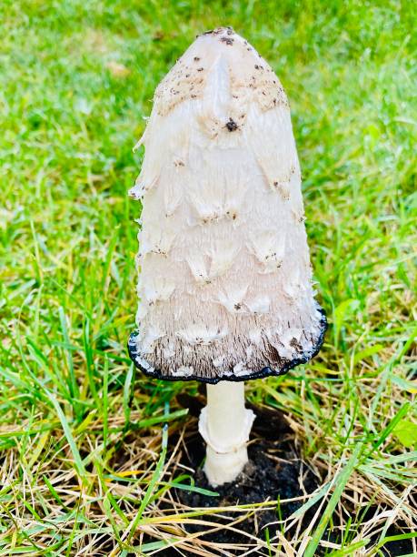 Close-up of a white poisonous mushroom. Close-up of a white poisonous mushroom. Free space. amanita citrina photos stock pictures, royalty-free photos & images