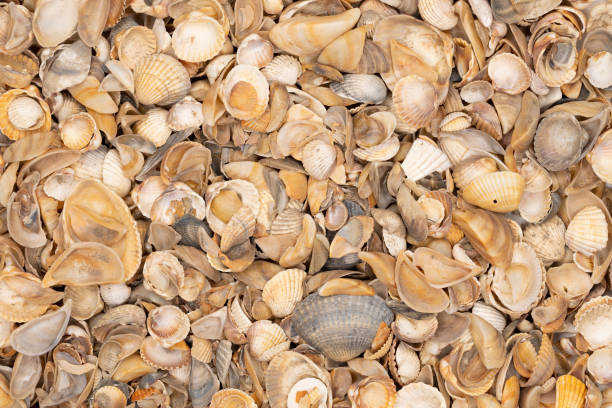 istock Seashell background, lots of different seashells piled together. 1279994770