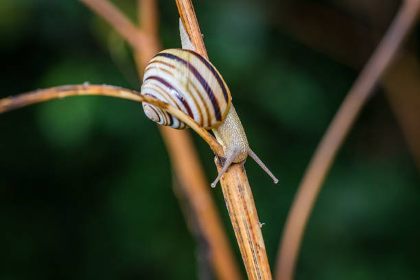 Pannonian snail (Caucasotachea vindobonensis) crawling on a weed stalk
