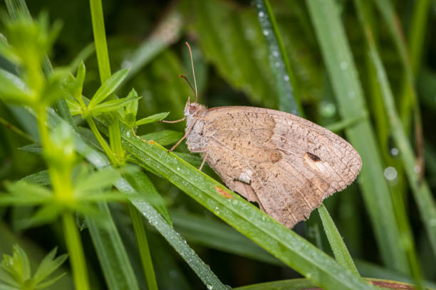 istock Old Meadow brown (Maniola jurtina) with damaged wings on the field 1279995106