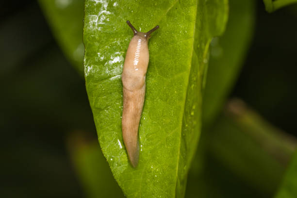 Grey field slug or Milky slug (Deroceras agreste) on a leaf