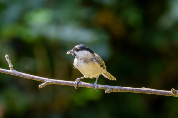 istock Marsh tit (Poecile palustris) on a twig with a sunflower seed 1279995127