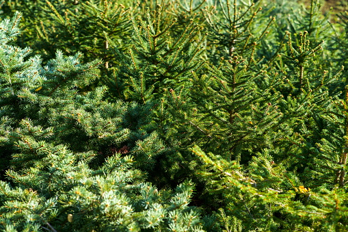 Pine trees growing on a tree farm.
