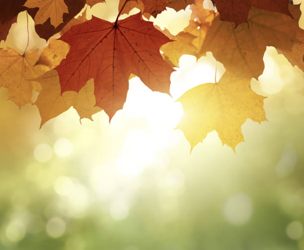 istock leaves in autumn forest 1279997084