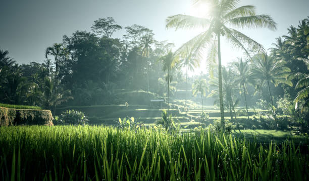 istock Tegalalang rice terrace, Bali, Indonesia 1279997114