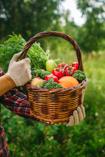 istock Fresh autumn harvest in the basket 1279997240