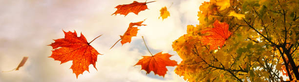 istock Red and golden colored autumn leaves falling down from a maple tree, sky with clouds and copy space, panoramic format, motion blur 1279997404