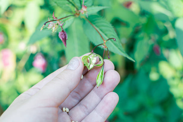 Himalayan balm seeds in hand close up photo. Policeman Helmet plant, Bobby Tops, Invasive asian plant species Himalayan balm seeds in hand close up photo. Policeman Helmet plant, Bobby Tops, Invasive asian plant species ornamental jewelweed stock pictures, royalty-free photos & images