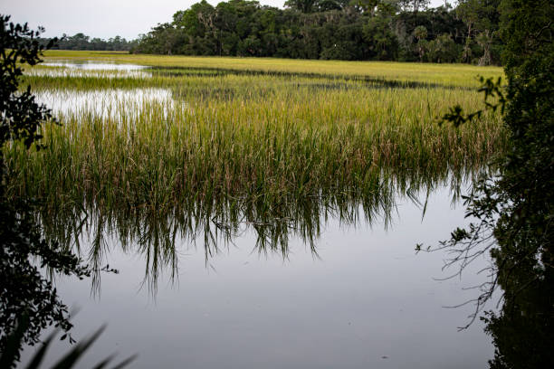 istock Still water of an intertidal zone at high tide with marsh grass reflected in still water 1279998262