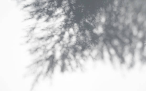 istock Realistic and organic tropical leaves natural shadow overlay effect on white texture background, for overlay on product presentation, backdrop and mockup 1279999404