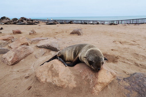 Photo of a seal at the Cape Cross Seal Coony in Namíbia.