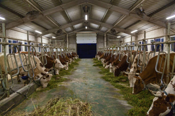 istock stall for cows in an eco farm 1280000254