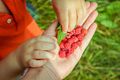 Baby hands touch and take raw fresh raspberries from his mother's hand.