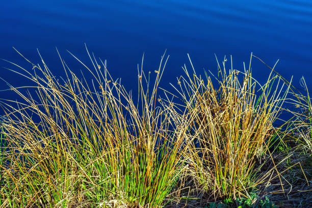 Tall yellow-green stalks of coastal grass against the background of the dark blue water of a forest lake.