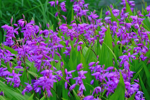 Bletilla Striata Orquídea Molida China Orquídea Hyacinth Foto de stock y  más banco de imágenes de Abril - iStock