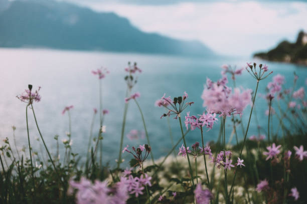 Flowers on the shore of Lake Geneva Flowers on the shore of Lake Geneva lakeshore photos stock pictures, royalty-free photos & images