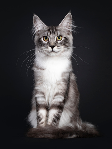 Handsome young Maine Coon cat, sitting facing front with long tail around paws. Looking towards camera with yellow eyes. Isolated on black background.