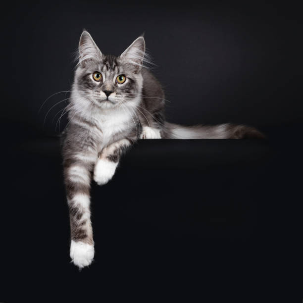 istock Black tabby silver Maine Coon on black 1280006447