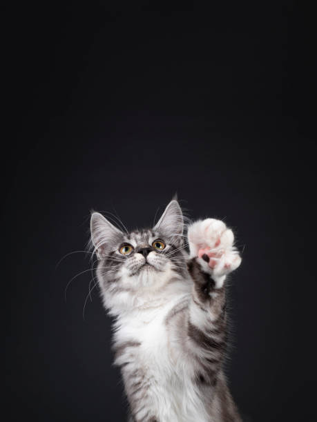 istock Black tabby silver Maine Coon on black 1280006463