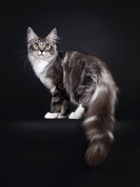 istock Black tabby silver Maine Coon on black 1280006470