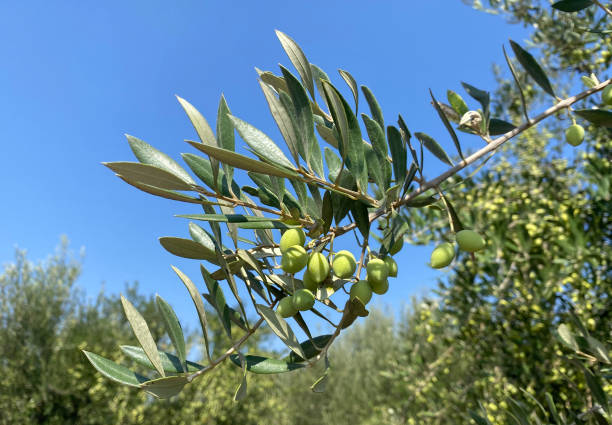 istock Green olives growing on an olive tree 1280006546