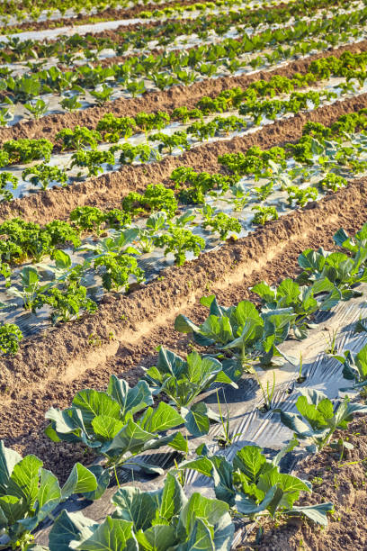 istock Organic farm field with patches covered with plastic mulch at sunset. 1280007275