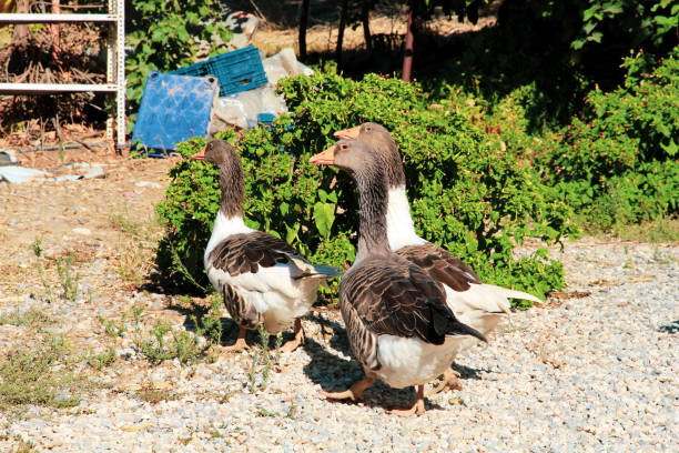 Geese walking on a pavement in Spetses, Greece