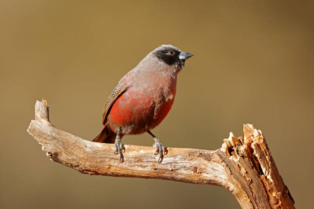 istock A small black-faced waxbill (Estrilda erythronotos) perched on a branch, South Africa 1280008075