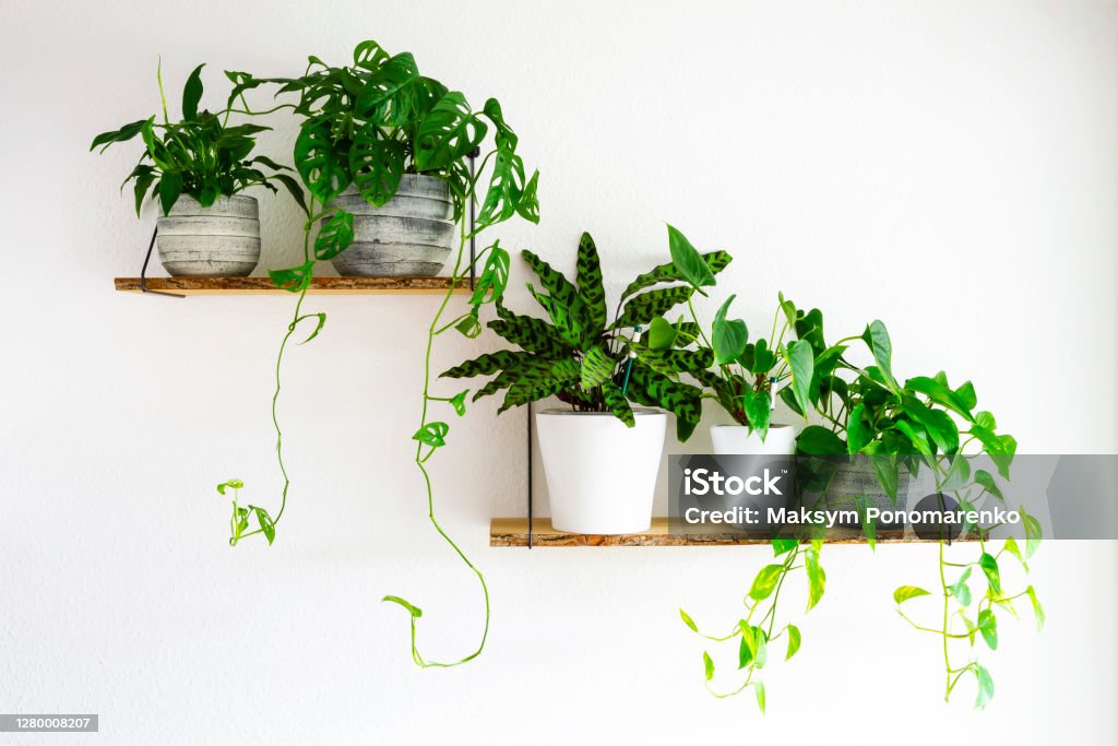 Houseplants for interior Peace Lilies, Monstera, Calathea, Golden Pothos houseplants in gray and white ceramic flowerpots on wooden shelves hanging on a white wall. Houseplants for healthy indoor climate and interior design. Houseplant Stock Photo