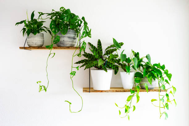 Houseplants for interior Peace Lilies, Monstera, Calathea, Golden Pothos houseplants in gray and white ceramic flowerpots on wooden shelves hanging on a white wall. Houseplants for healthy indoor climate and interior design. calathea stock pictures, royalty-free photos & images