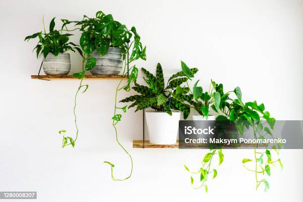 Houseplants For Interior Stock Photo - Download Image Now - Houseplant, Plant, Shelf