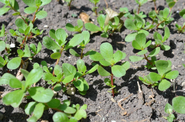 istock Purslane plants portulaca oleracea vegetable 1280008686