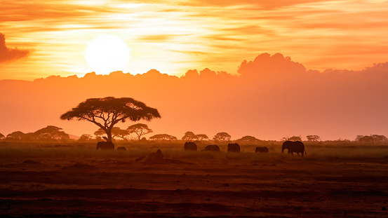 A herd of African elephants, loxodonnta africana, walk across the open plains of Amboseli National Park at sunset. Kenya.