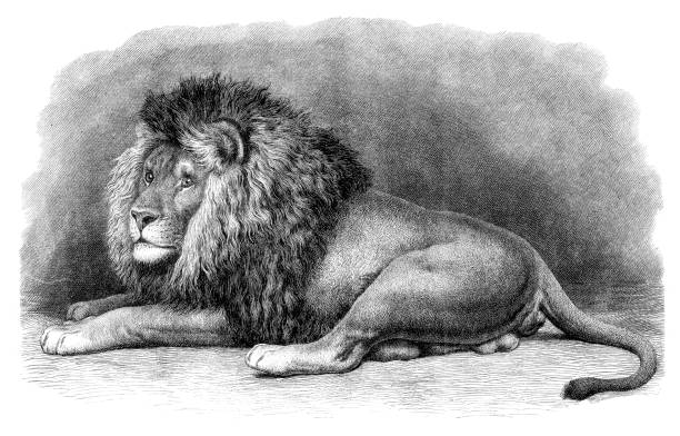 illustrazioni stock, clip art, cartoni animati e icone di tendenza di leone maschio sdraiato sull'illustrazione del pavimento - 1871