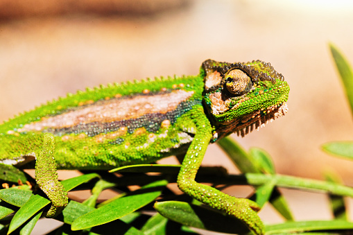 Chameleon outdoors in bright sunlight.