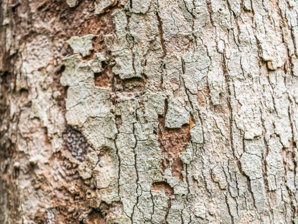 istock Abstract nature background of rough, cracked, barked texture and pattern of tree. 1280013046