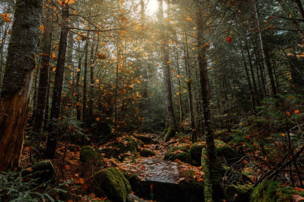 Hiking in the Adirondack Mountain Indian Head Trail in the fall