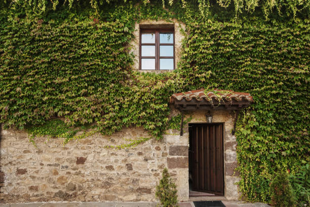 House facade covered with ivy plants