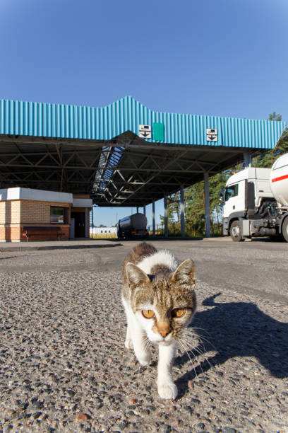 istock Homeless cat crosses the state border in automobile checkpoint 1280015293