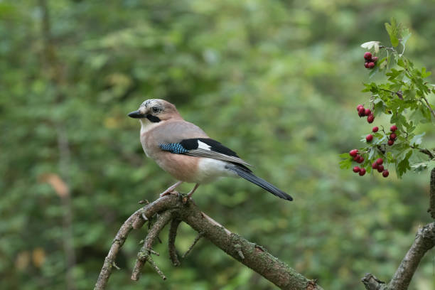 istock Eurasian Jay in autumn 1280015660