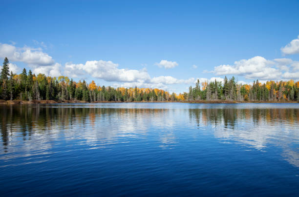 lago azul con línea de árbol en color otoño en una tarde soleada en el norte de minnesota - pino conífera fotos fotografías e imágenes de stock